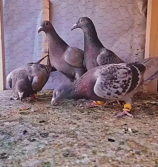 کبوتر|پرنده|قزوین, |دیوار