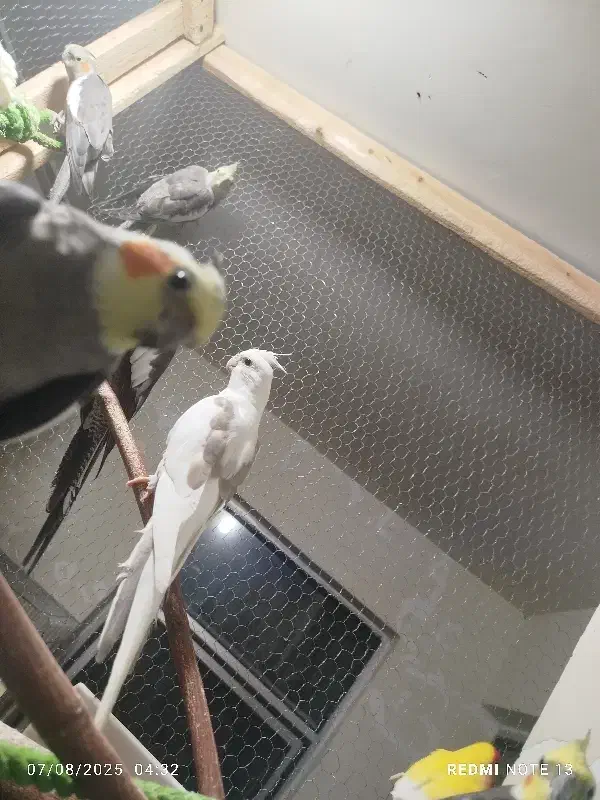 عروس هلندی|پرنده|آستارا, |دیوار