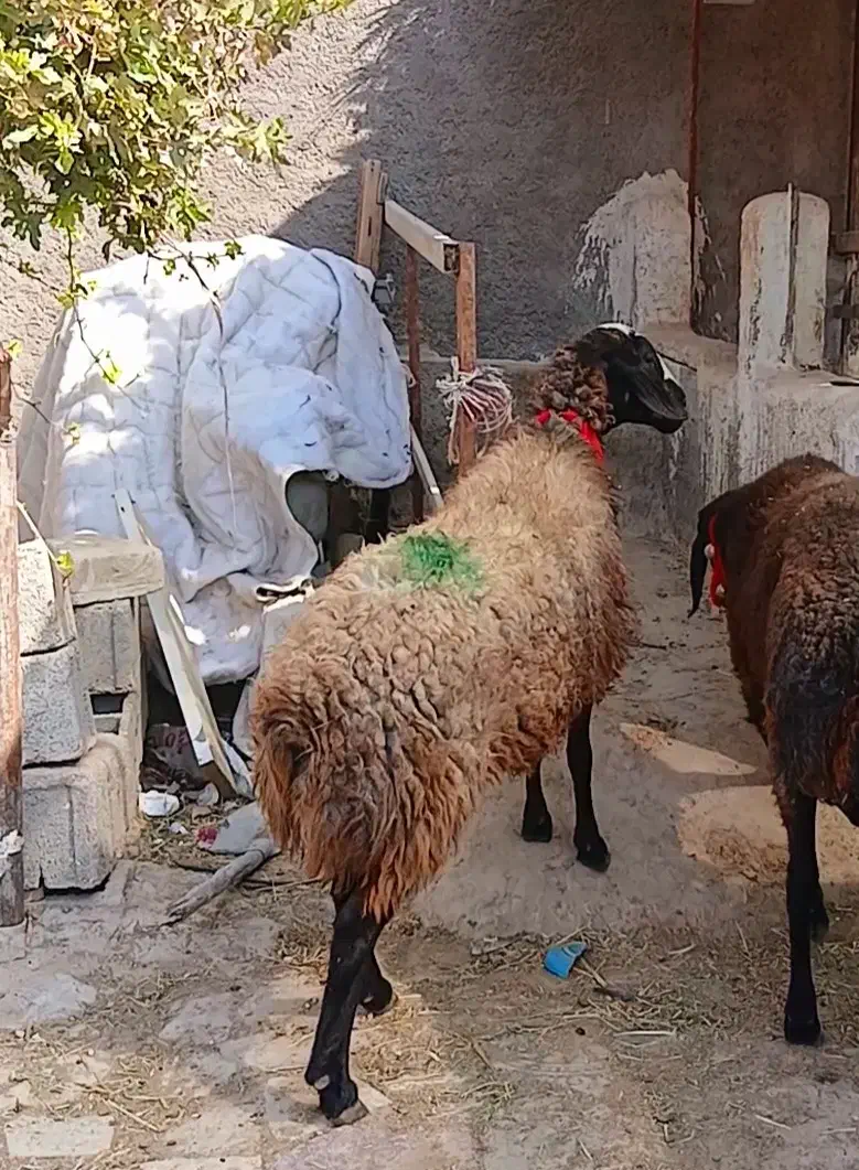 میش شال... کارخونه بره|حیوانات مزرعه|شیراز, کرونی(خاتونک)|دیوار