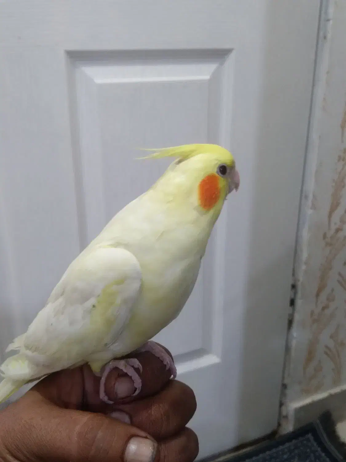 عروس هلندی جفت نر سخنگو|پرنده|پلدختر, |دیوار