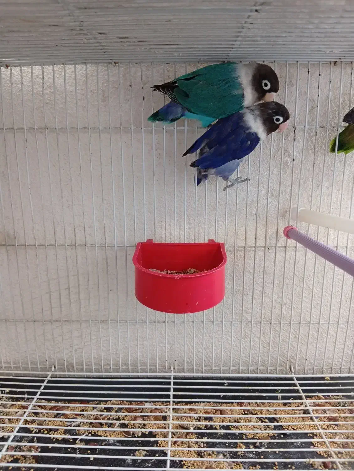 طوطی برزیلی|پرنده|سقز, |دیوار