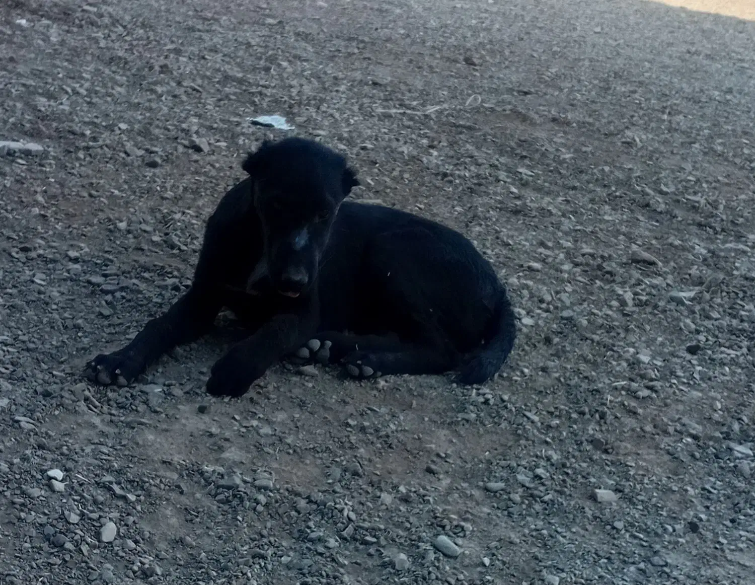 سگ‌گله|سگ|پیشوا, |دیوار