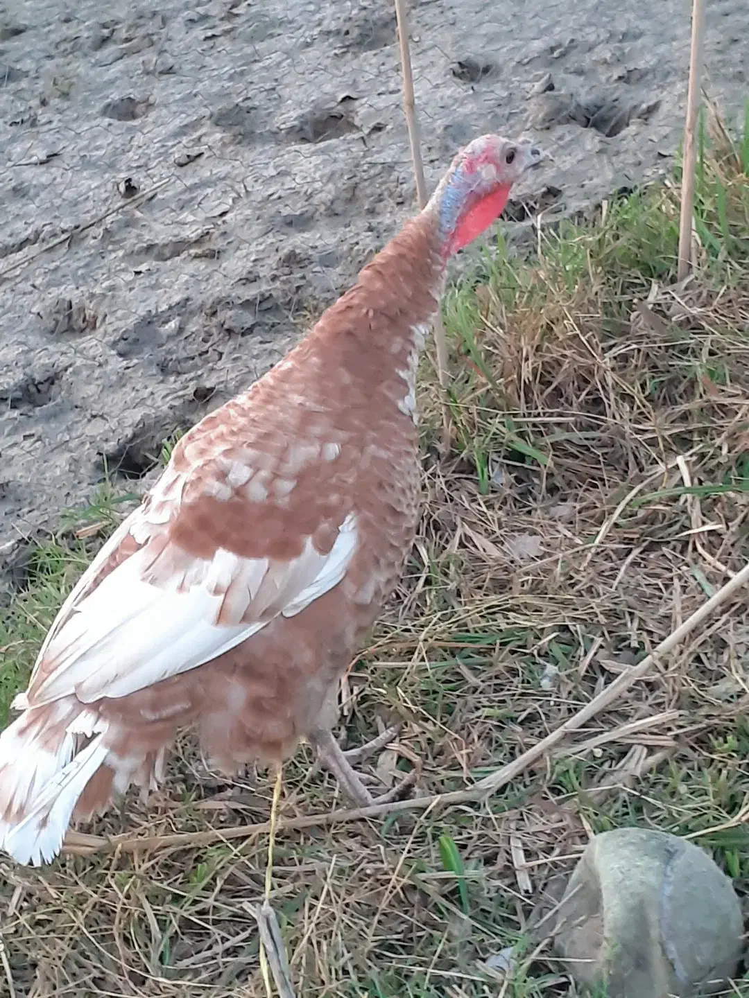 بقلمو سالم به شرت|حیوانات مزرعه|رضوانشهر, |دیوار