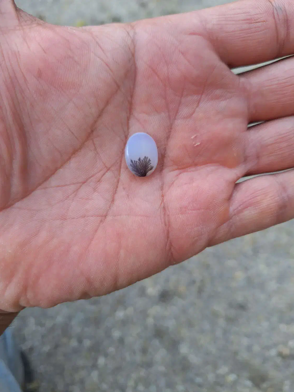 شجر کلکسیونی|جواهرات|ساوه, |دیوار