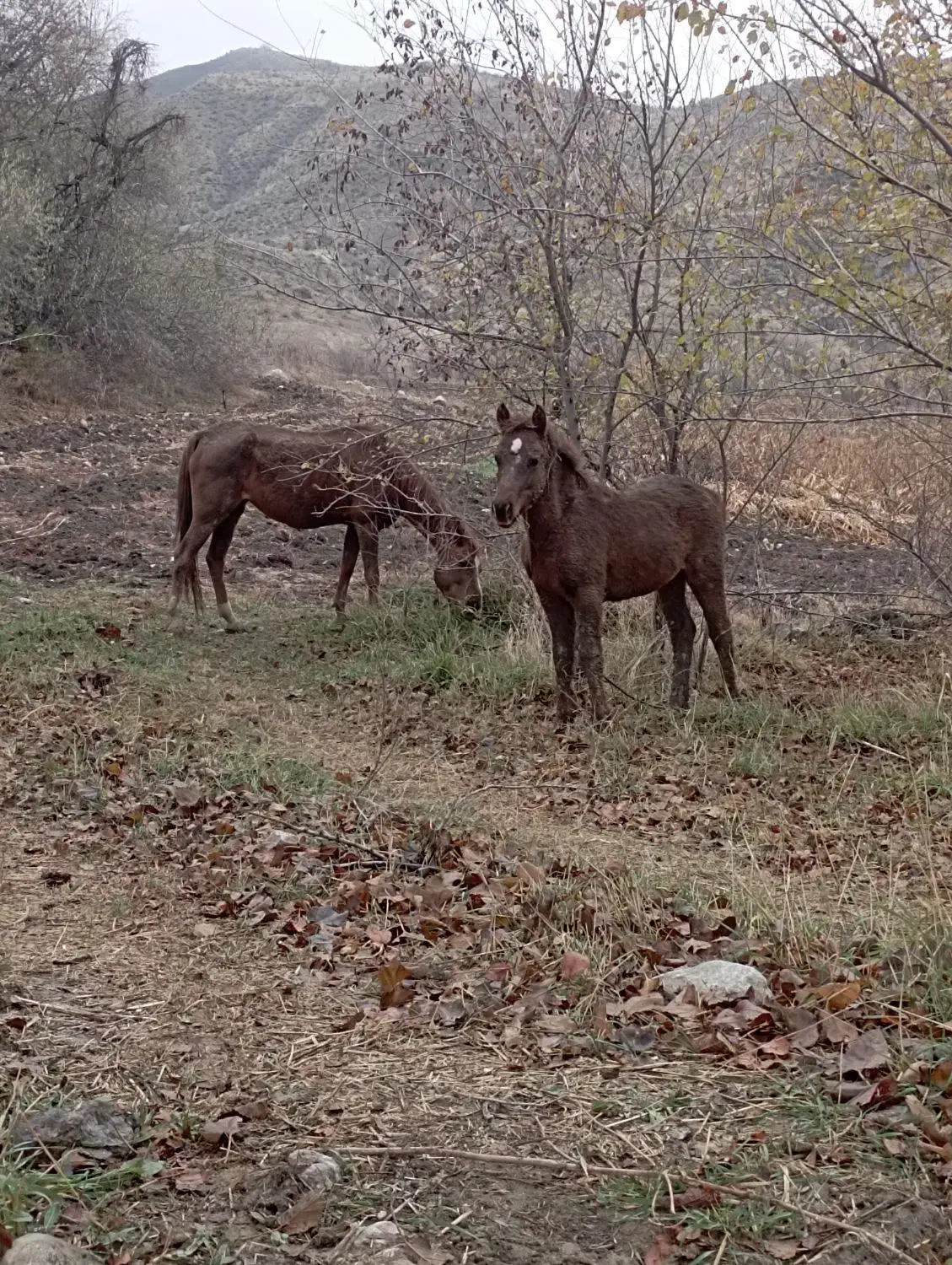 اسب مادیان با کره مادیان|اسب و تجهیزات اسب‌سواری|منجوان, |دیوار