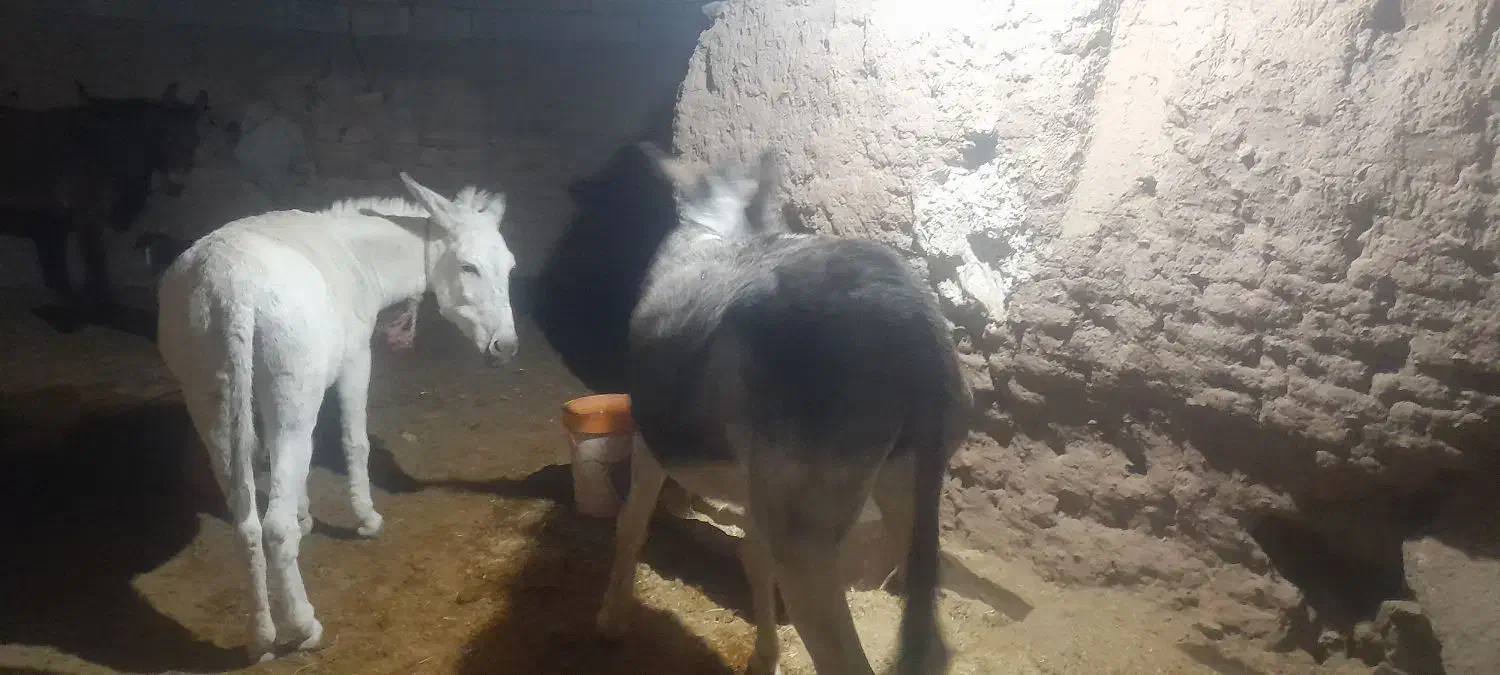 دو عدد خر گله یک عدد نرکی اخته دوم ماچکی|حیوانات مزرعه|قم, قلعه عموحسین|دیوار