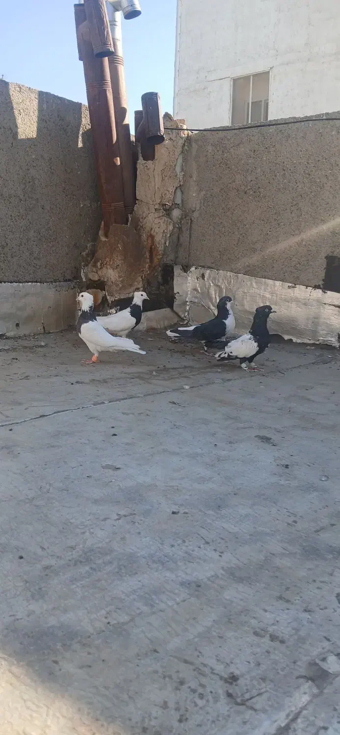 کبوترکفتر|پرنده|مشهد, آزادشهر|دیوار