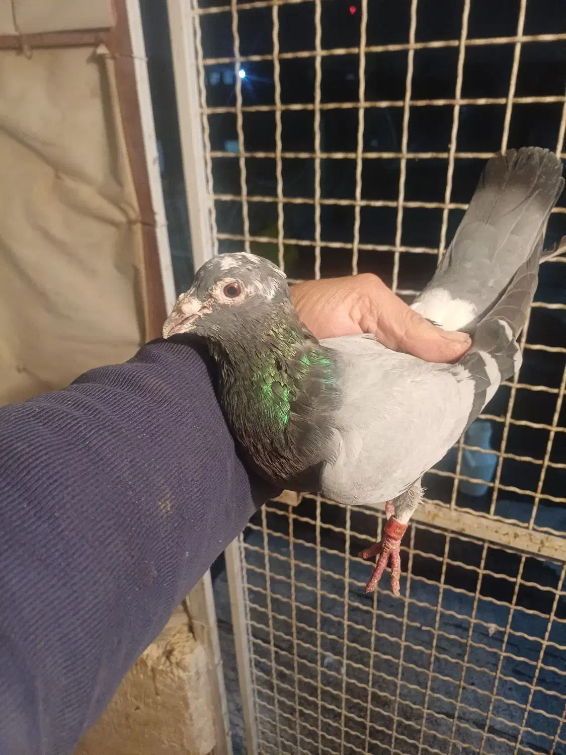 کبوتر اتم|پرنده|ارومیه, |دیوار