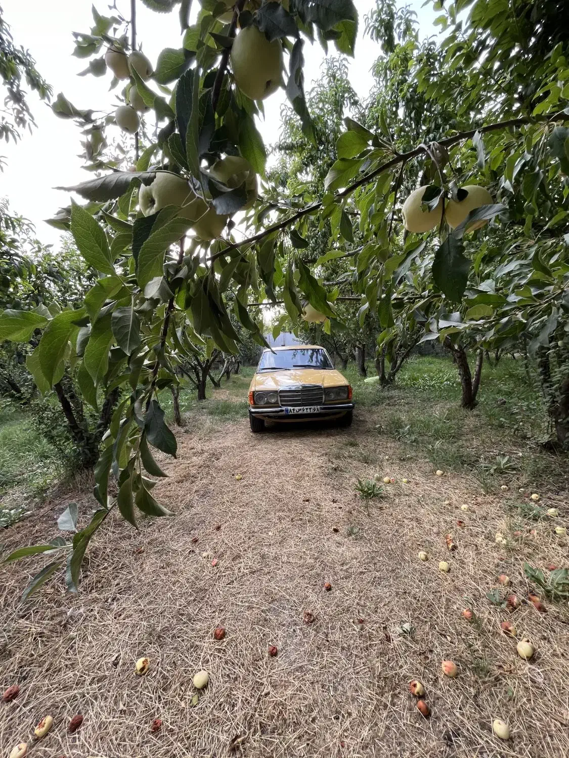 بنز کلاسیک ۲۳۰ دانشجویی|خودرو کلاسیک|کرج, حصارک بالا|دیوار