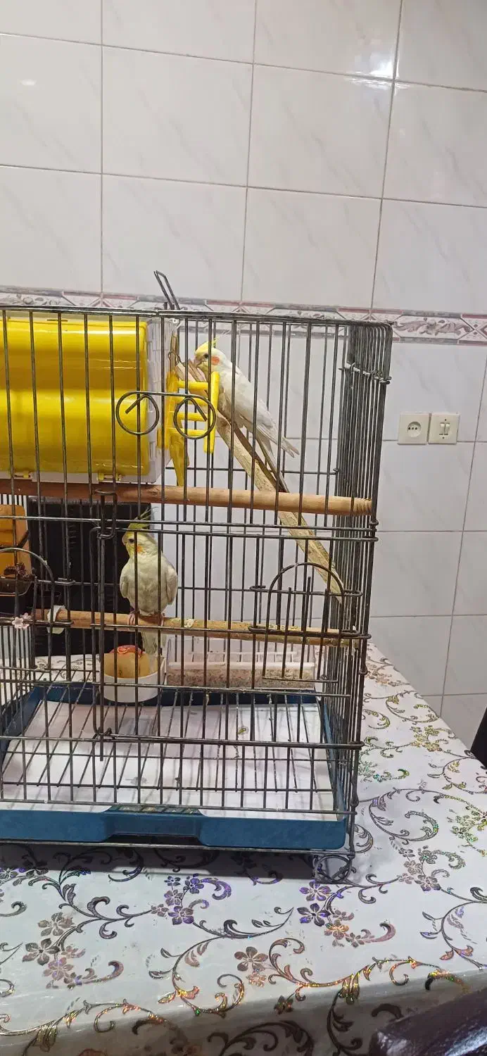 فروش یک جفت طوطی عروس بالغ  نر و ماده|پرنده|بهبهان, |دیوار