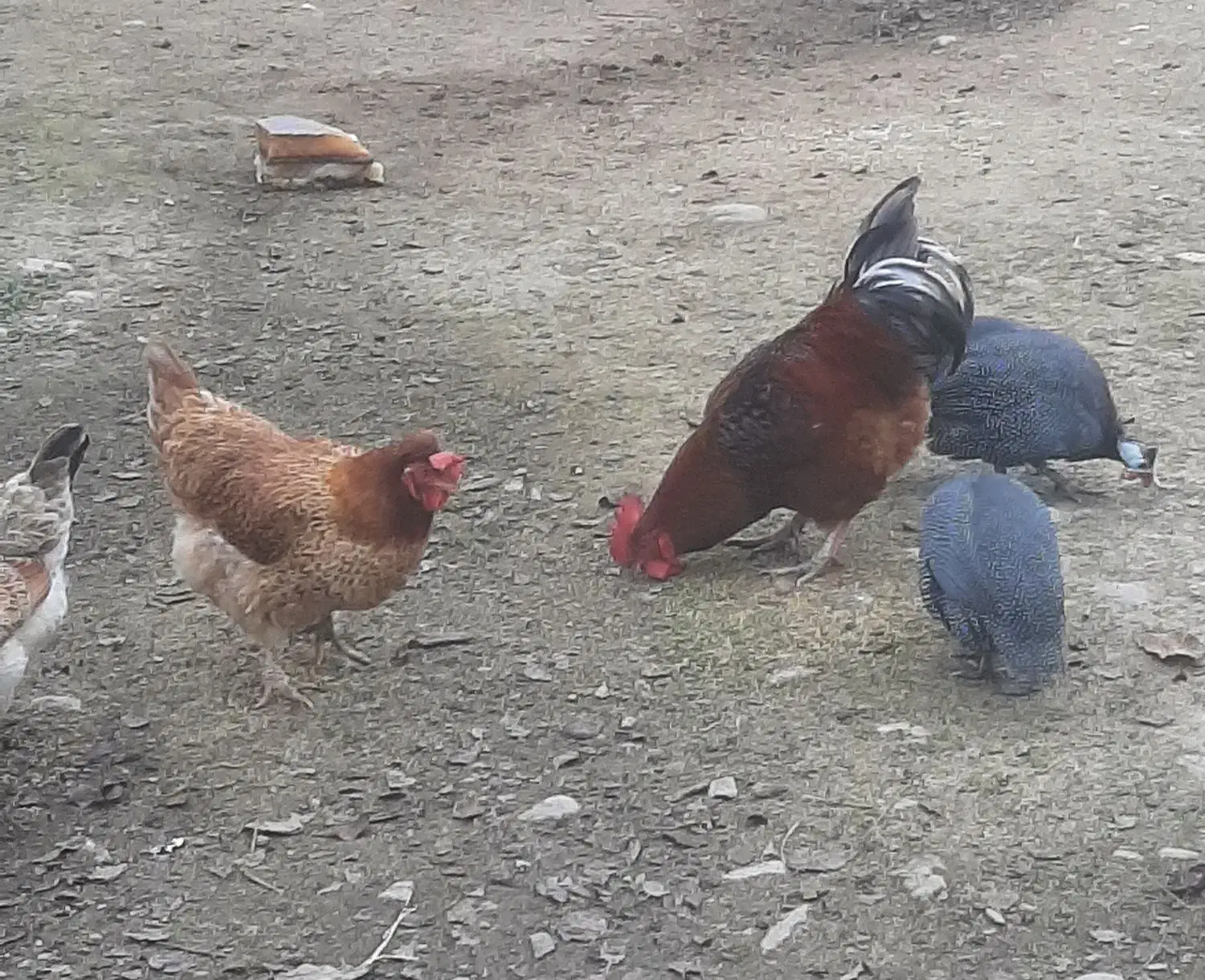 خروس محلی و مرغ|حیوانات مزرعه|ماسال, |دیوار