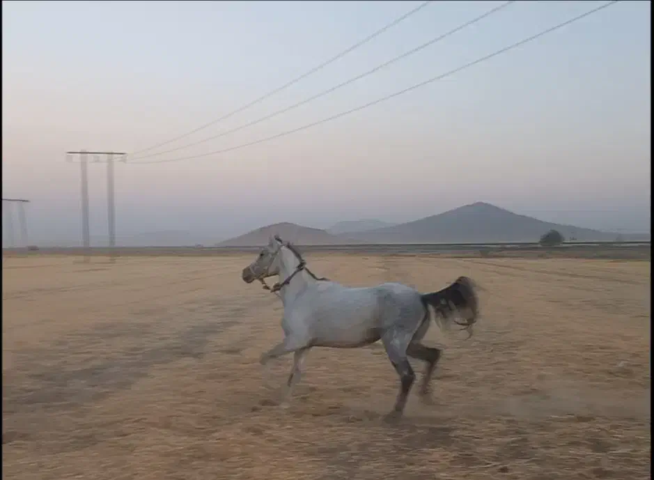 مادیان آبستن|اسب و تجهیزات اسب‌سواری|ازنا, |دیوار