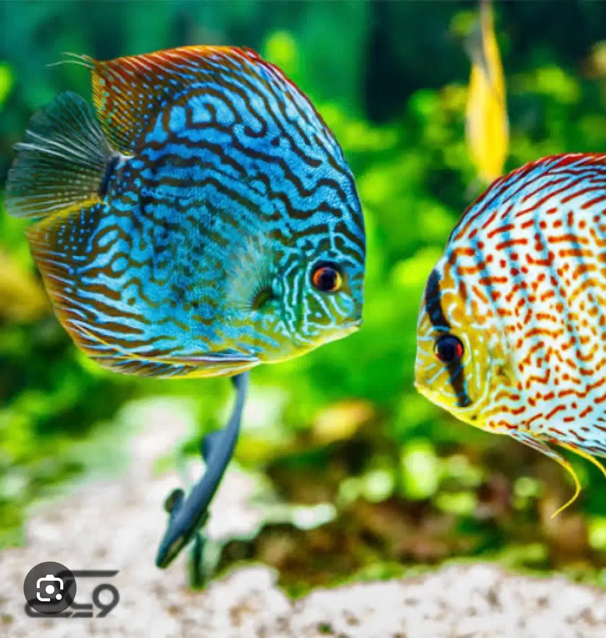 استخدام - آکواریوم فروشی|استخدام خدمات فروشگاه و رستوران|تهران, سلسبیل جنوبی|دیوار