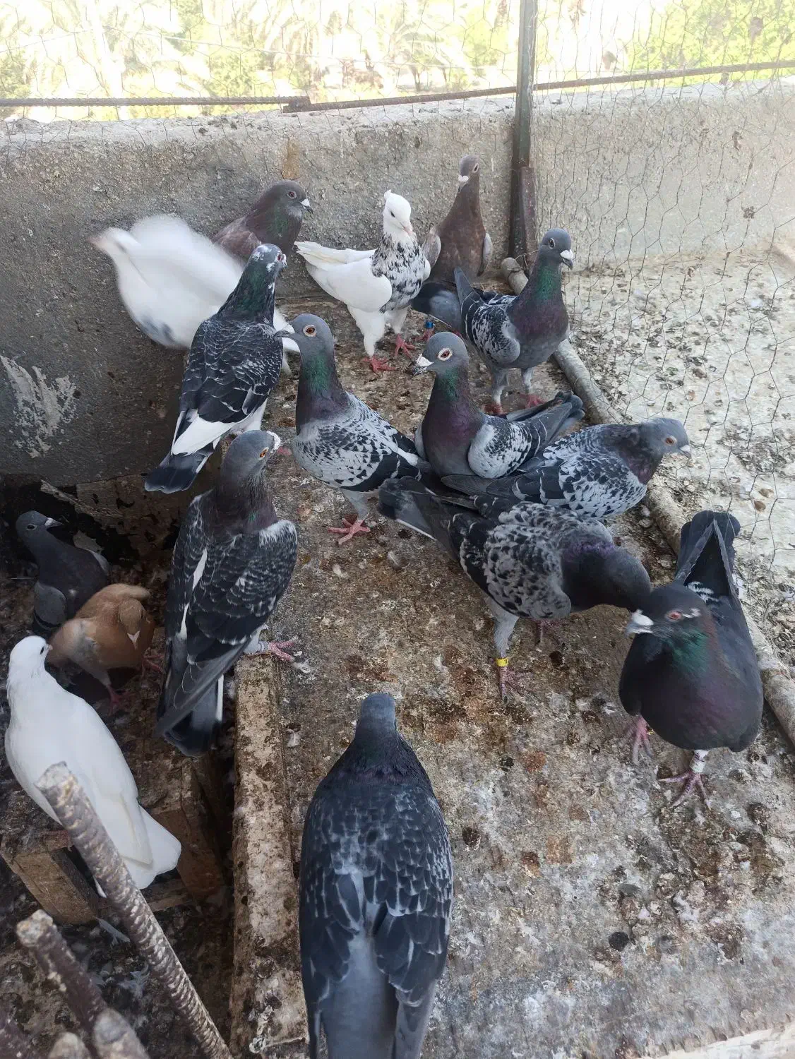 فروش کبوتر|پرنده|جم, |دیوار