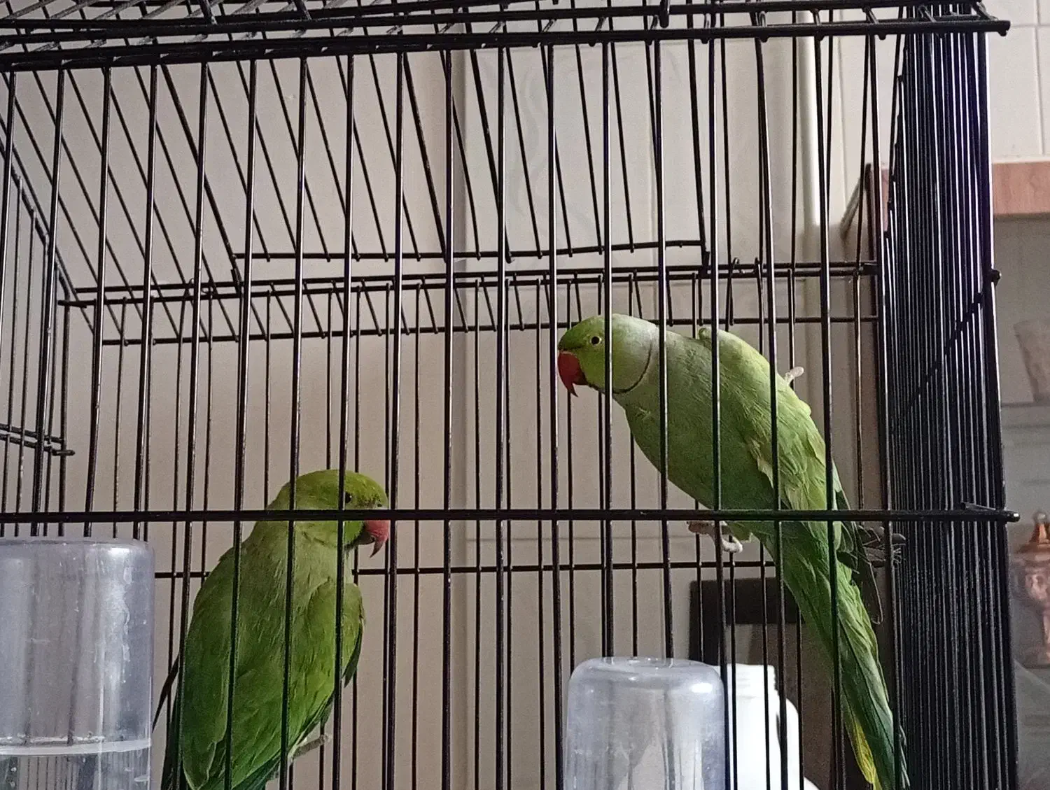 ملنگو واسکندر|پرنده|نهبندان, |دیوار