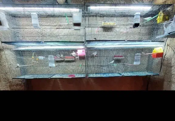 قفس جوجه پران|لوازم جانبی حیوانات|رزن, |دیوار