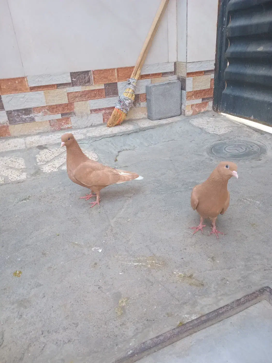 میزعسلی،دمسفید،طوقی،یهودی|مبلمان خانگی و میز عسلی|مشهد, موعود|دیوار