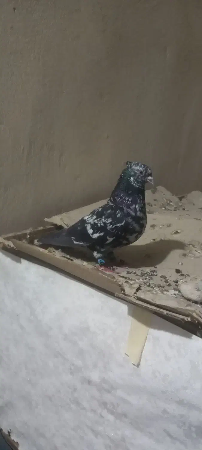 سرور دم.کله.سرور پلاکی|پرنده|شیراز, انجیر|دیوار