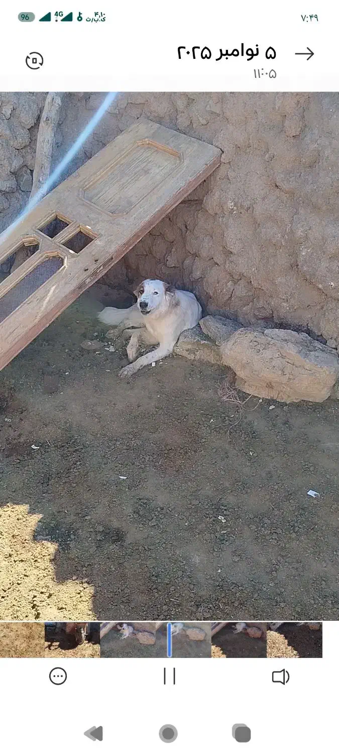 سگ نژاد افغانی|سگ|بسطام, |دیوار