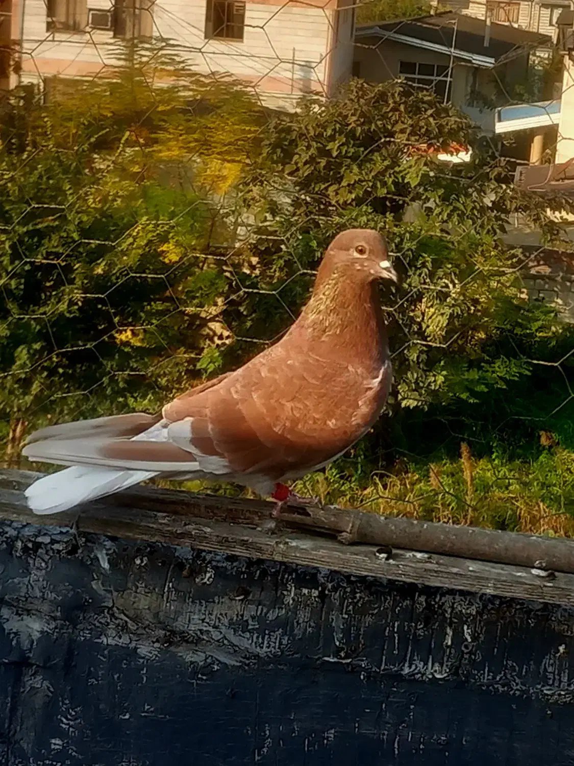 کبوتر پرشی|پرنده|قائمشهر, |دیوار