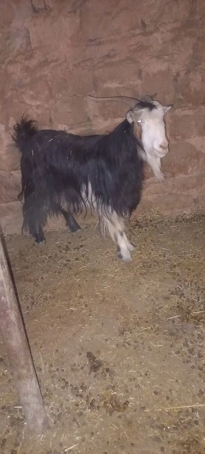 بز وبیگ|حیوانات مزرعه|اندیکا, |دیوار