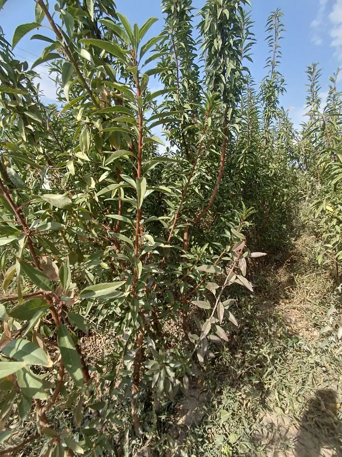 نهال بادام دو ساله سه ساله داش بادام|خدمات باغبانی و درختکاری|خسروشاه, |دیوار