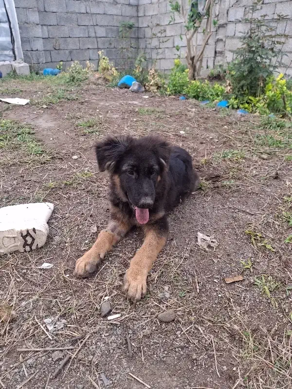 سگ ژرمن|سگ|اردبیل, |دیوار