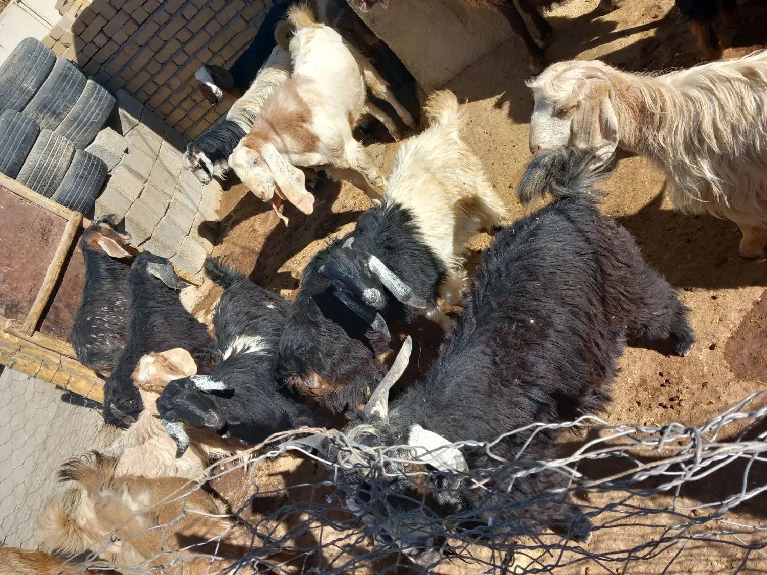 بزغاله|حیوانات مزرعه|کوزران, |دیوار