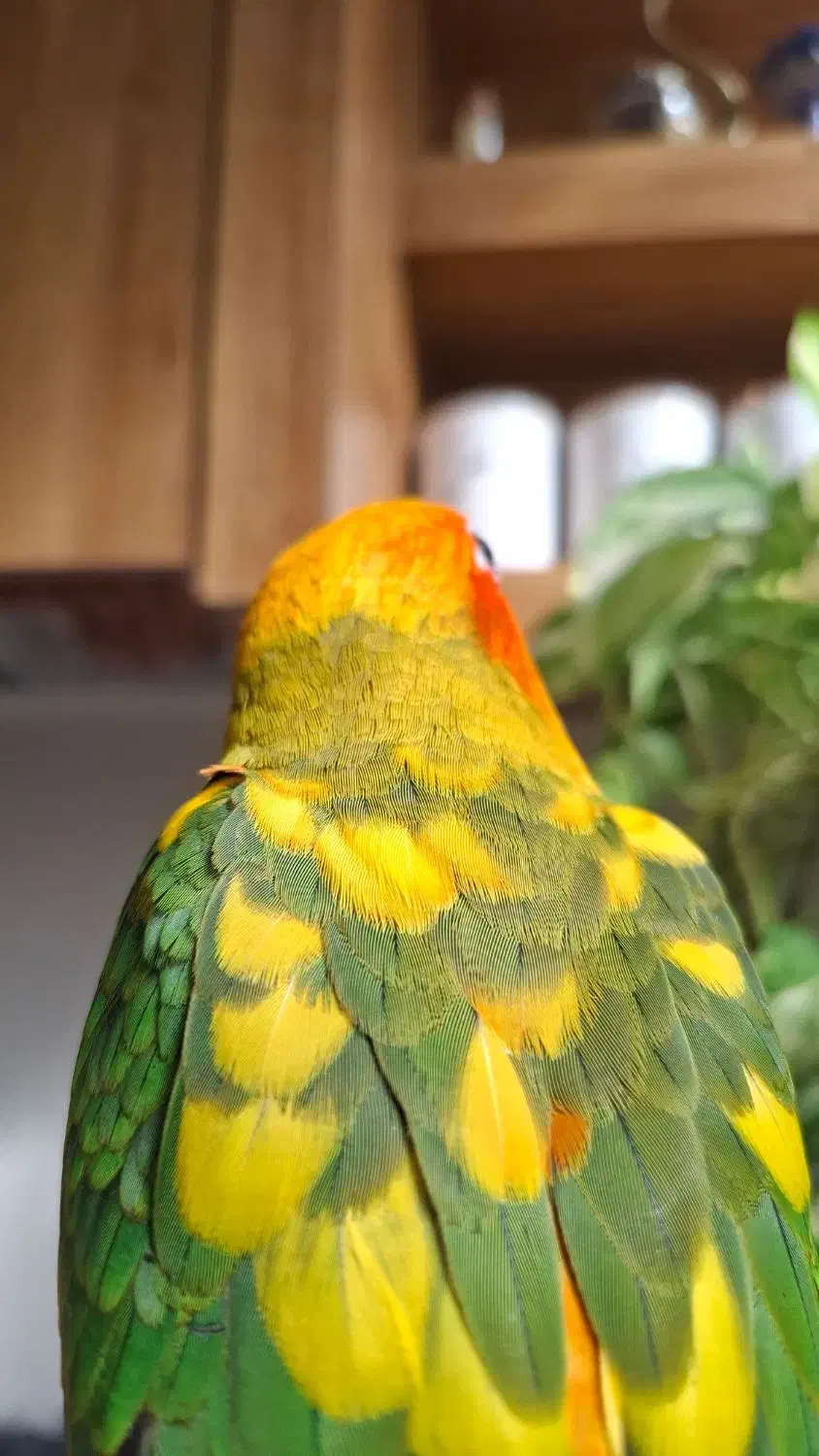 طوطی خورشیدی|پرنده|اصفهان, کشاورزی|دیوار