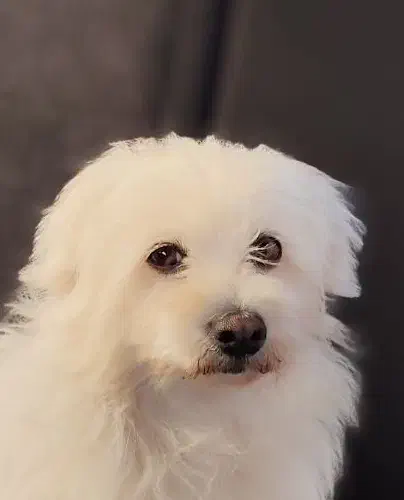 سگ پیدا شده|حیوانات|بجنورد, |دیوار