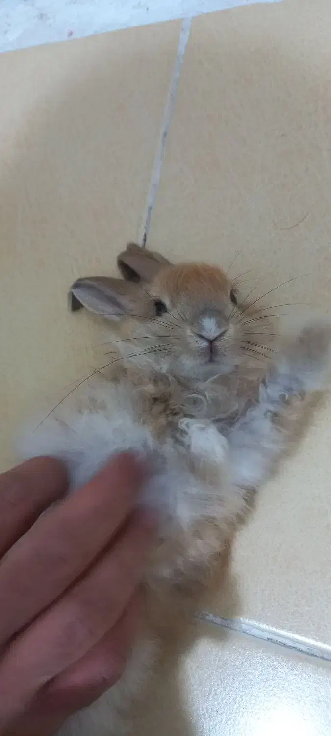 خرگوش|موش و خرگوش|محمدیه-قزوین, |دیوار