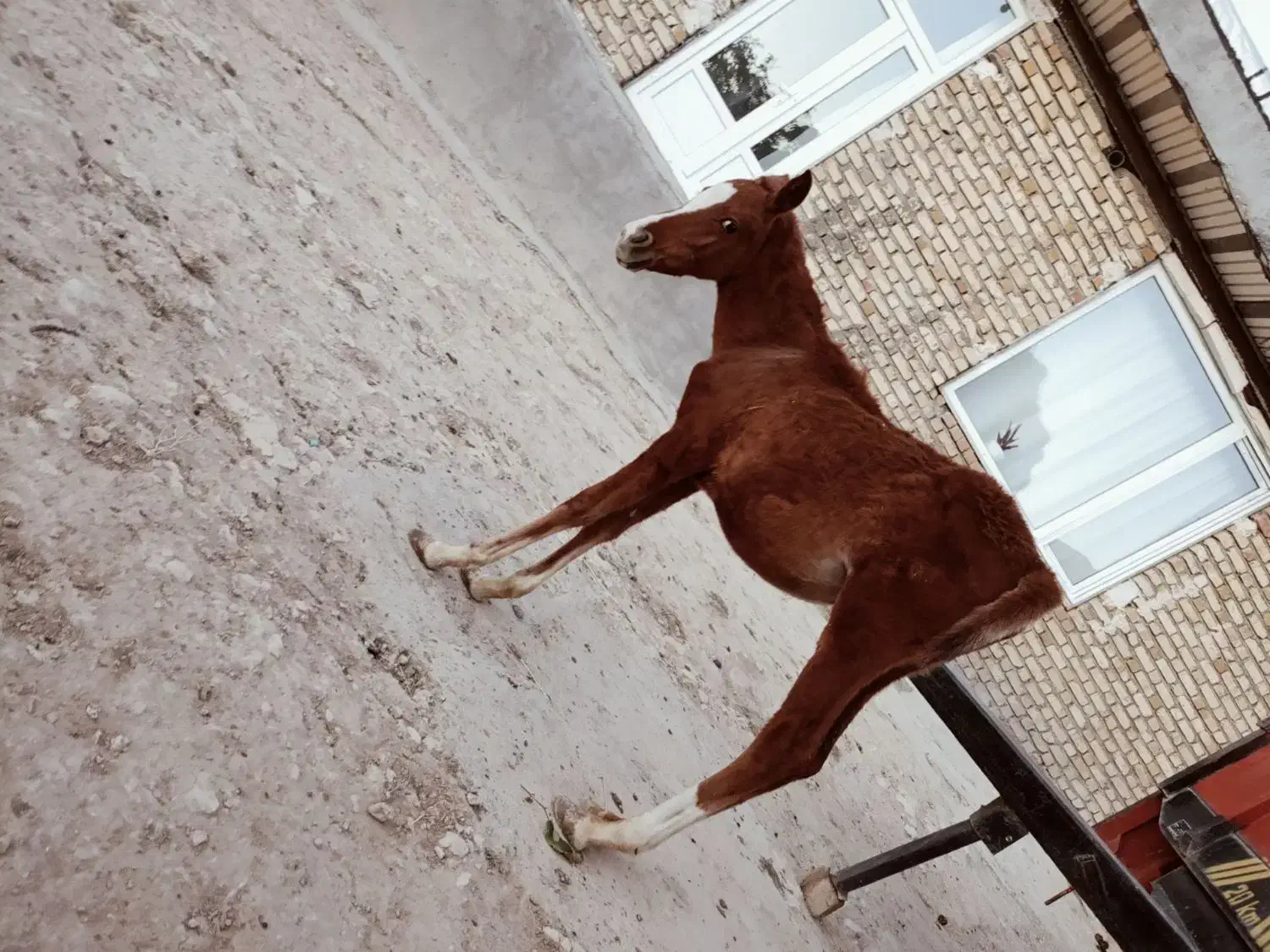 اسب|اسب و تجهیزات اسب‌سواری|نختالو, |دیوار