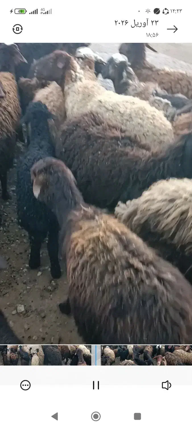 میش|حیوانات مزرعه|زنجان, |دیوار