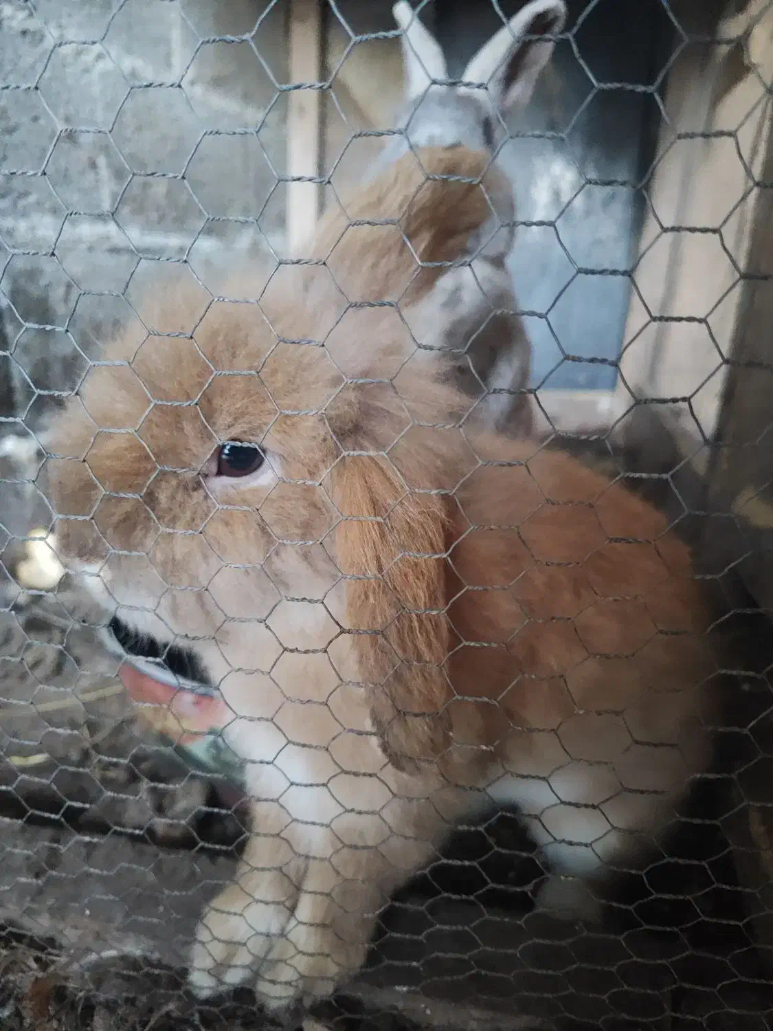 فروش ۴عددخرگوش لپ ومیکس|موش و خرگوش|کوچصفهان, |دیوار