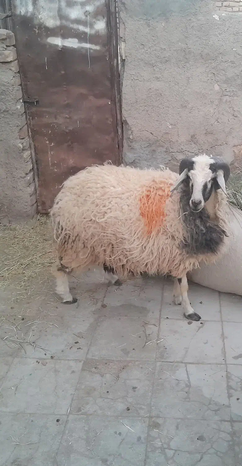 بره فروشی|حیوانات مزرعه|رفسنجان, |دیوار