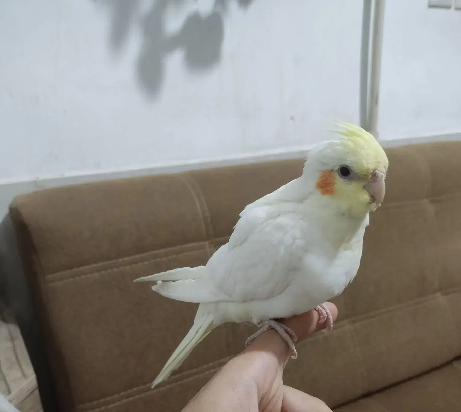 عروس هلندی نر لوتینو|پرنده|جهرم, |دیوار