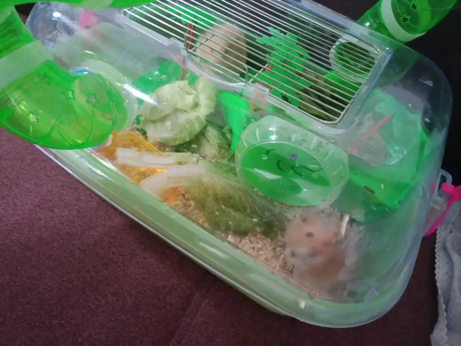 دو عدد همستر جفت|موش و خرگوش|سیرجان, |دیوار