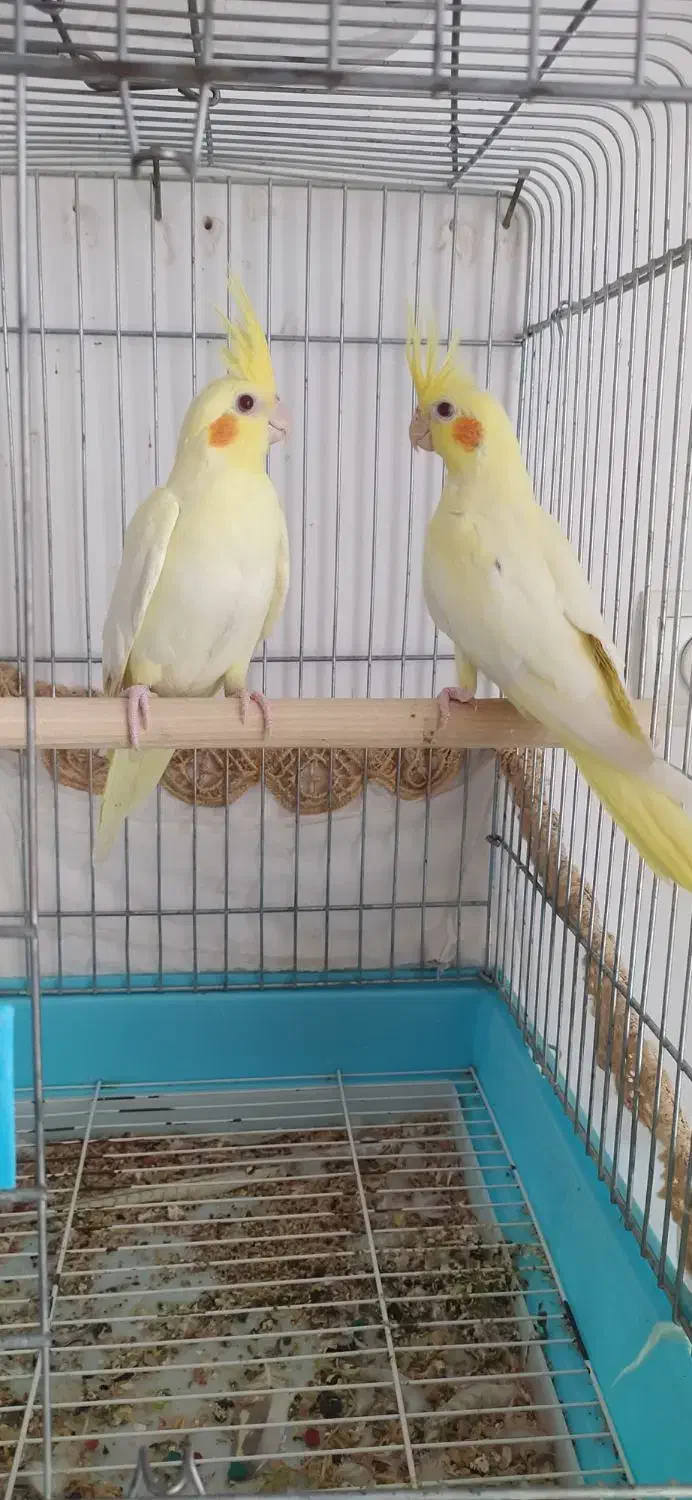 عروس|پرنده|پاوه, |دیوار