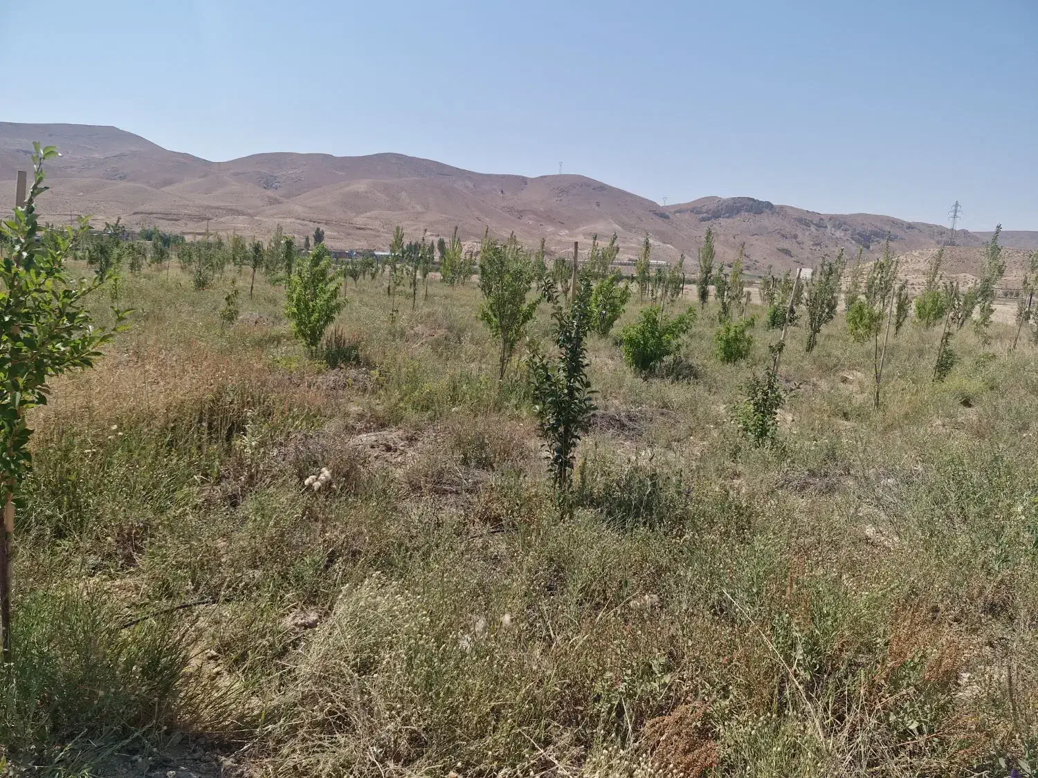 زمین ۵۰۰ متری در جاده فیروزکوه ابتدای جاده ارجمند|فروش زمین و ملک کلنگی|فیروزکوه, |دیوار