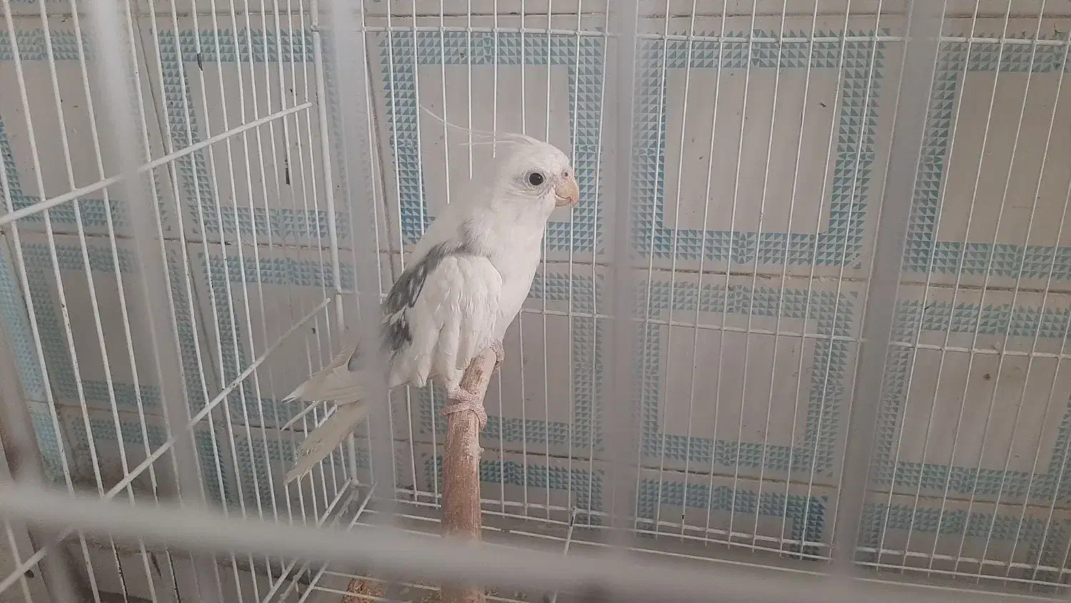 عروس هلندی نر دوکت معاوضه با بوقلمون ماده|پرنده|زابل, |دیوار