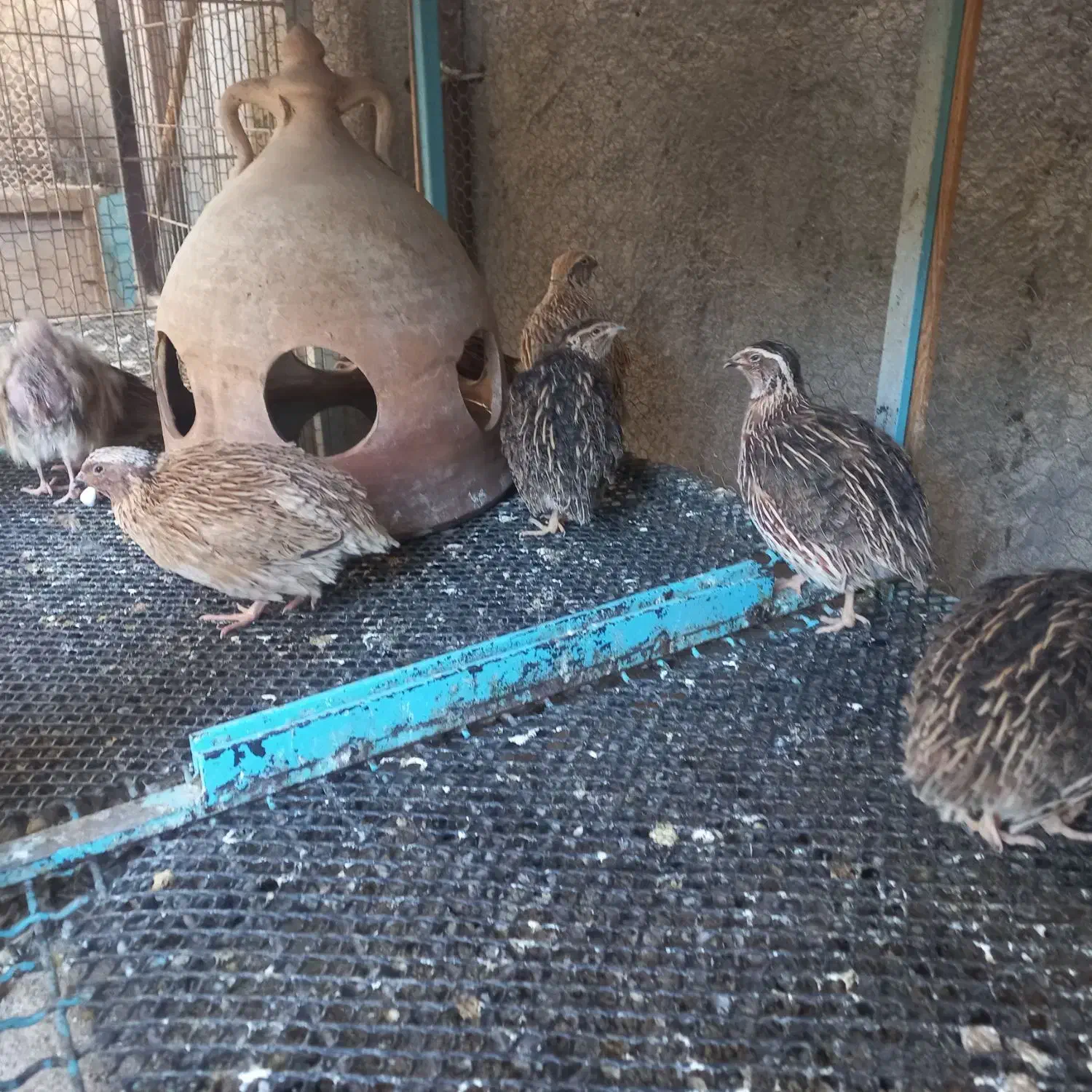 بلدرچین|حیوانات مزرعه|قنوات, |دیوار