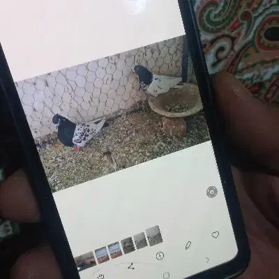 کبوتر پرنده|پرنده|اهر, |دیوار