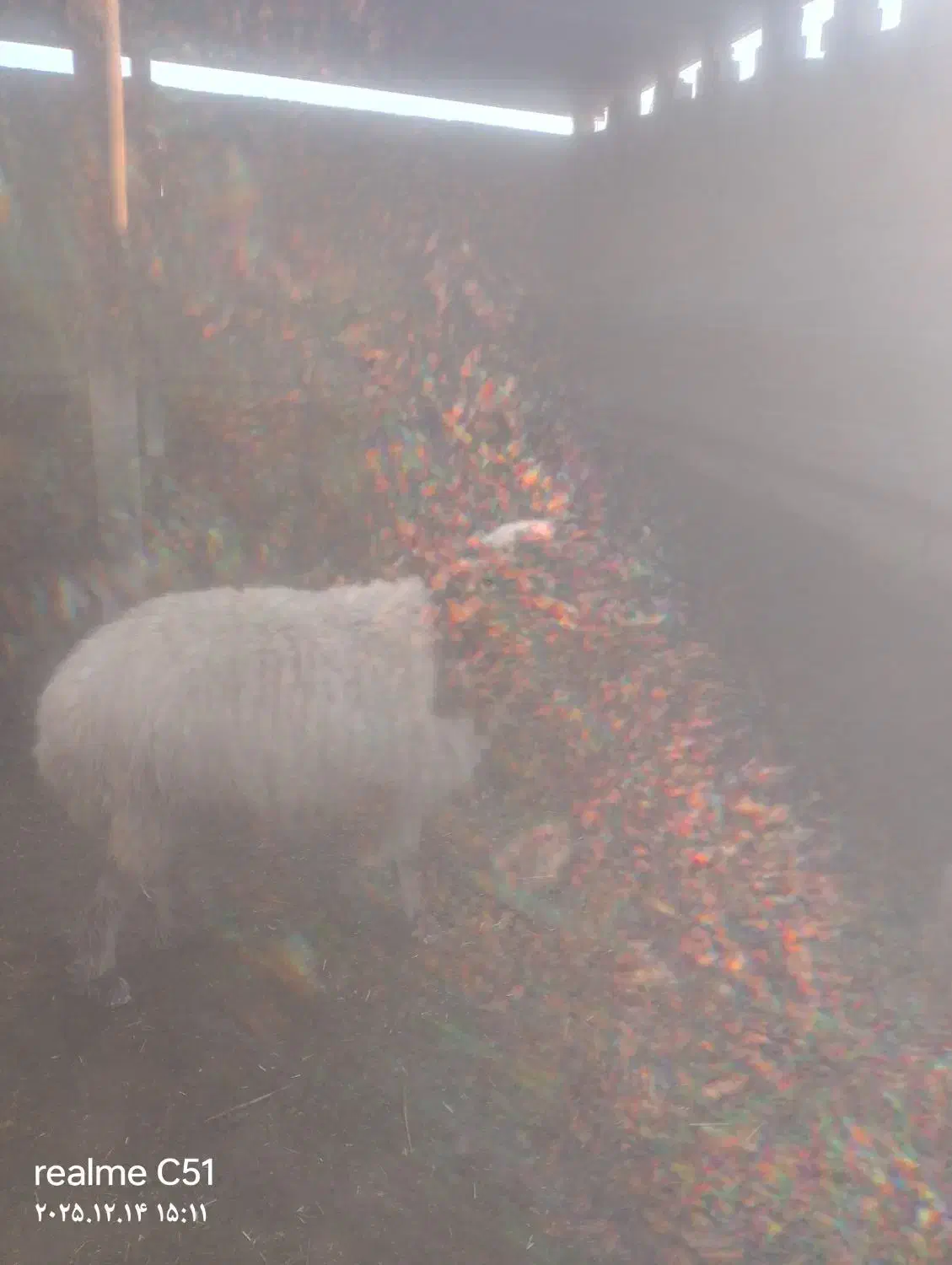 گوسفند میش|حیوانات مزرعه|رامهرمز, |دیوار