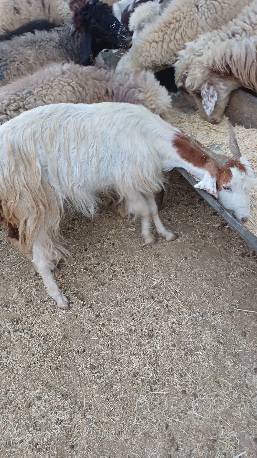 بز ماده|حیوانات مزرعه|رامشیر, |دیوار