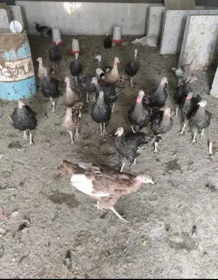 بوقلمو مولد|حیوانات مزرعه|کرج, آتشگاه|دیوار