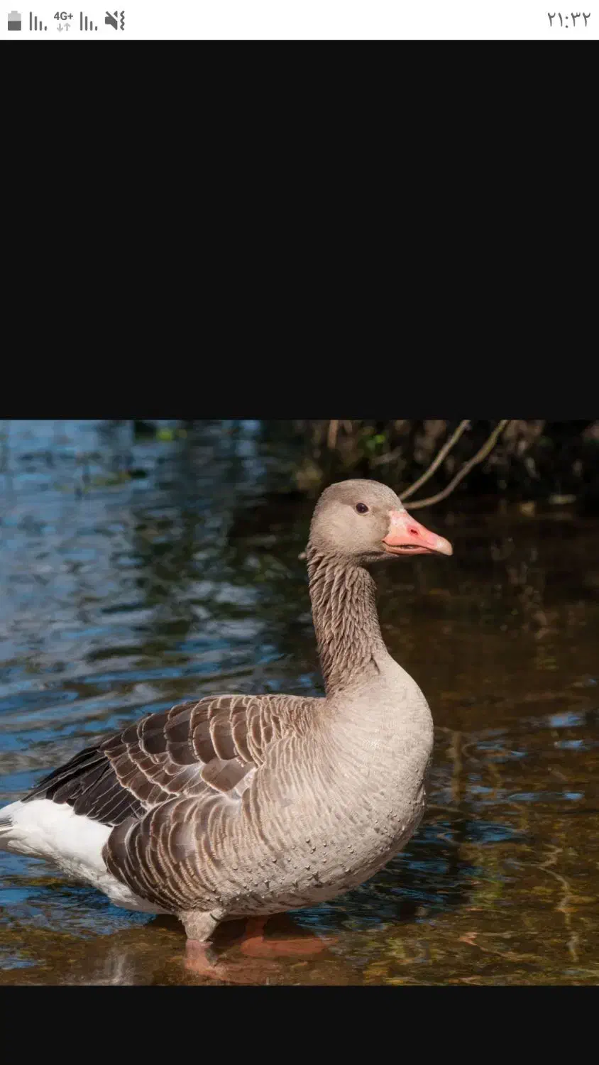 قاز|حیوانات مزرعه|باغ ملک, |دیوار