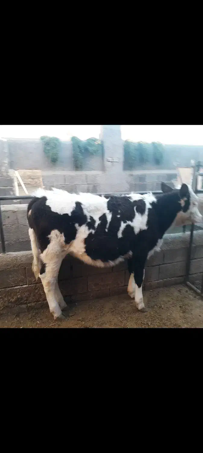 گاو|حیوانات مزرعه|سلامی, |دیوار