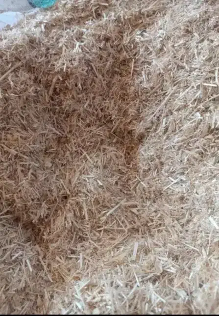 کاه جو دیم نرم و تمیز حدود 4 خلوار هست|لوازم جانبی حیوانات|خاوه, |دیوار