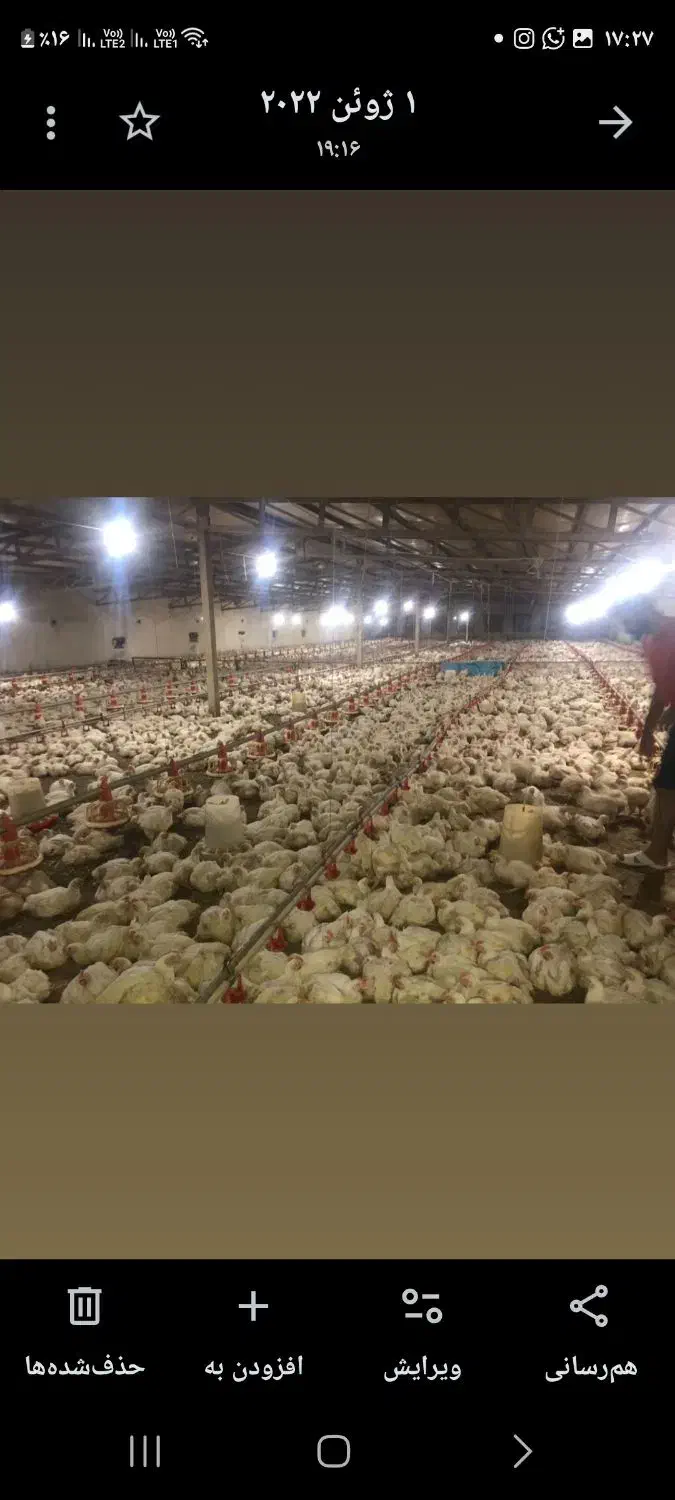 سرمایه گذاری در تولید مرغ|فروش دفتر صنعتی، کشاورزی، تجاری|نوده خاندوز, |دیوار