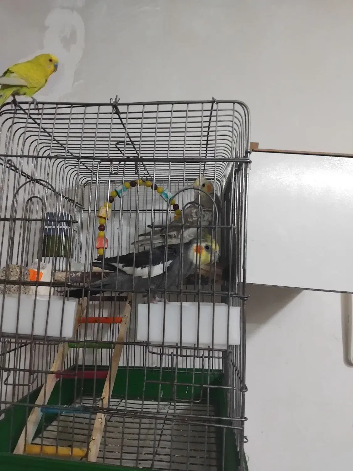 عروس هلندی سخنگو|پرنده|تبریز, |دیوار